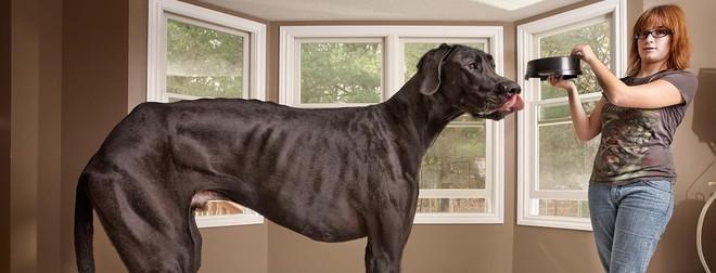 Curiosidade: os maiores cães do mundo