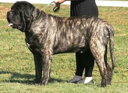 Cachorro Fila brasileiro: gigante de tamanho e coração